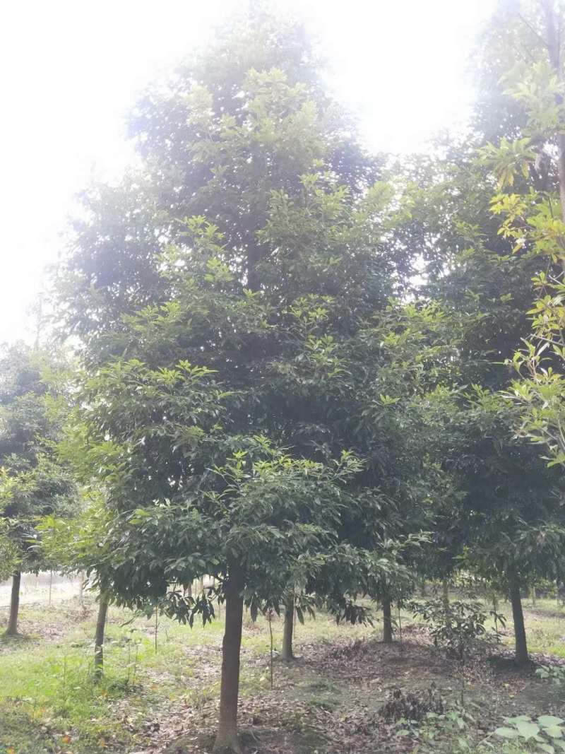 正宗小叶桢楠批发基地,桢楠工程大树苗桢楠小苗子都有
