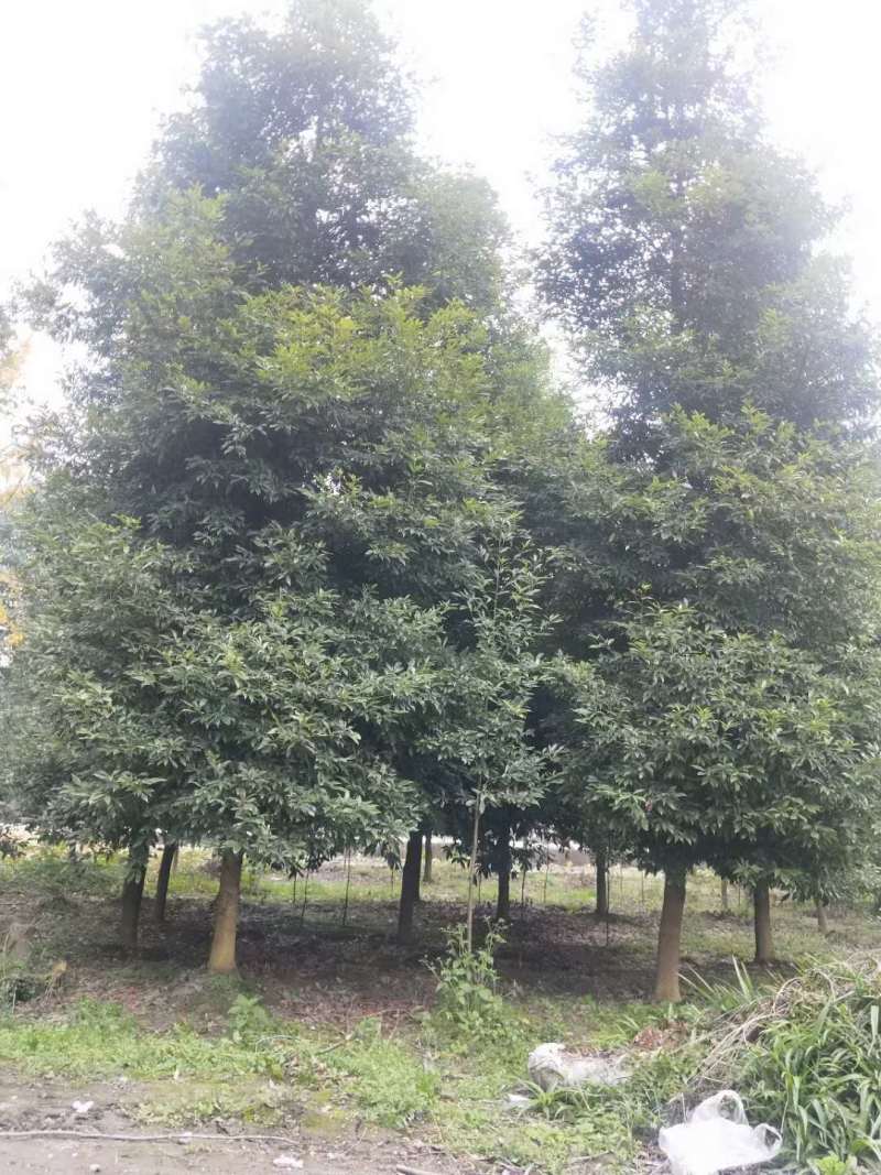 正宗小叶桢楠批发基地,桢楠工程大树苗桢楠小苗子都有