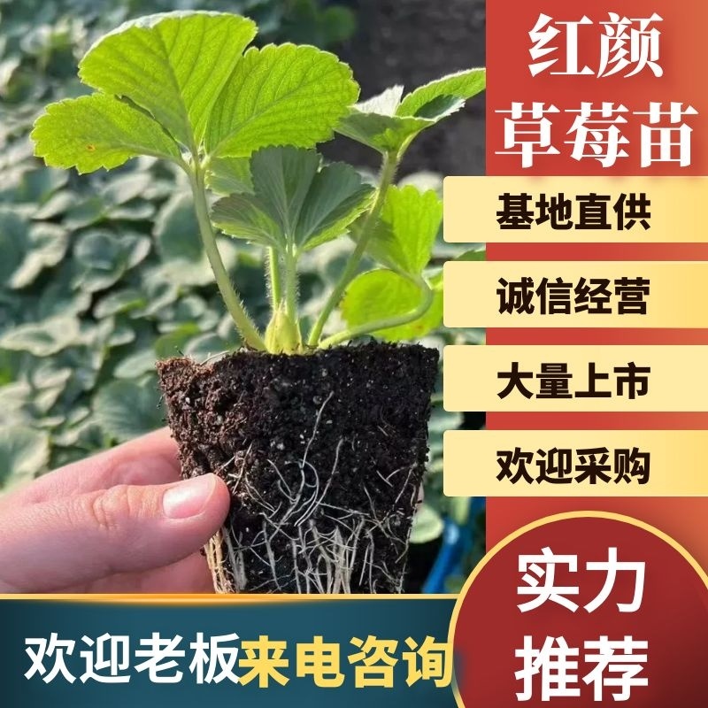 红颜草莓苗地栽大棚种植苗脱毒二代果实大香甜适应性强