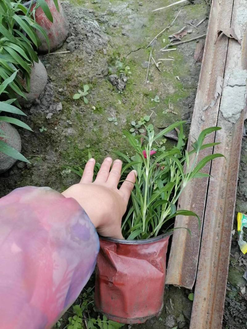 石竹批发基地供应常夏石竹高杆石竹石竹杯苗