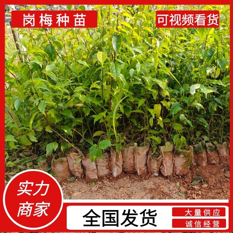 秤星木岗梅根种苗基地直发量大优惠欢迎来电咨询