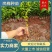岗梅芽苗供应岗梅苗供应欢迎咨询来基地参观考察