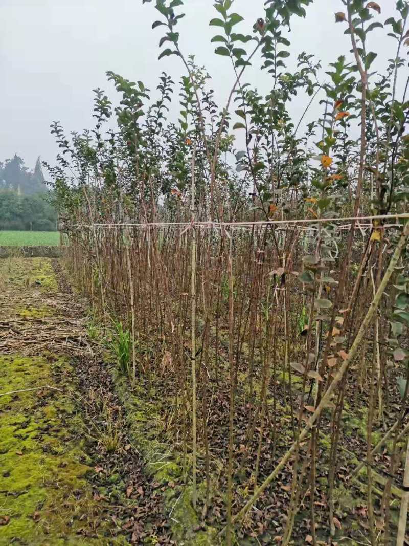 紫薇条子基地紫薇苗批发紫薇工程苗紫薇花瓶