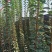 紫薇条子基地紫薇苗批发紫薇工程苗紫薇花瓶