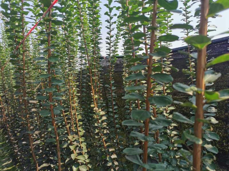 紫薇条子基地紫薇苗批发紫薇工程苗紫薇花瓶