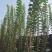 紫薇条子基地紫薇苗批发紫薇工程苗紫薇花瓶