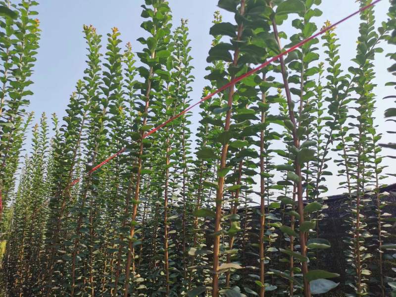 紫薇条子基地紫薇苗批发紫薇工程苗紫薇花瓶
