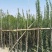 紫薇条子基地紫薇苗批发紫薇工程苗紫薇花瓶