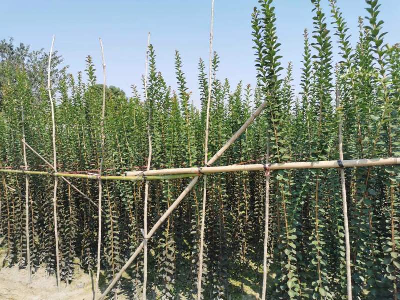 紫薇条子基地紫薇苗批发紫薇工程苗紫薇花瓶