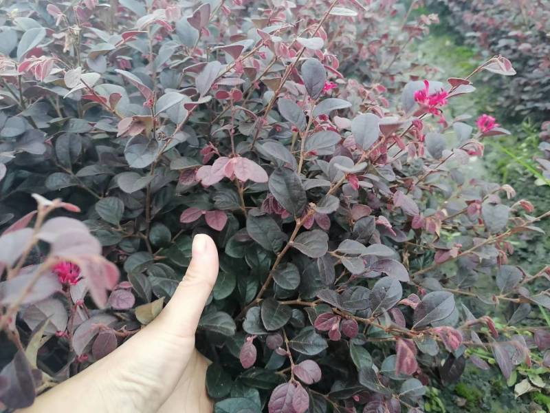 红花继木工程苗子批发基地红花继木杯苗地苗球苗