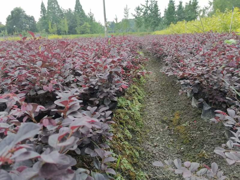 红花继木工程苗子批发基地红花继木杯苗地苗球苗