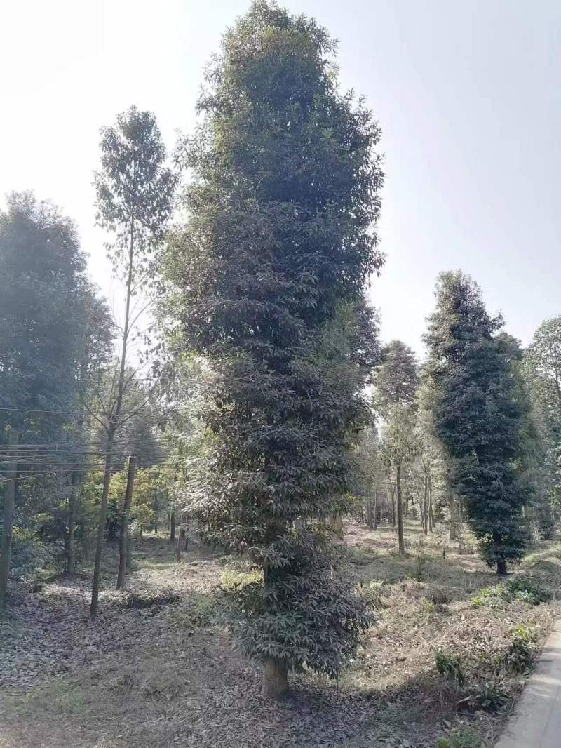 小叶桢楠基地桢楠批发桢楠杯苗价格桢楠产地