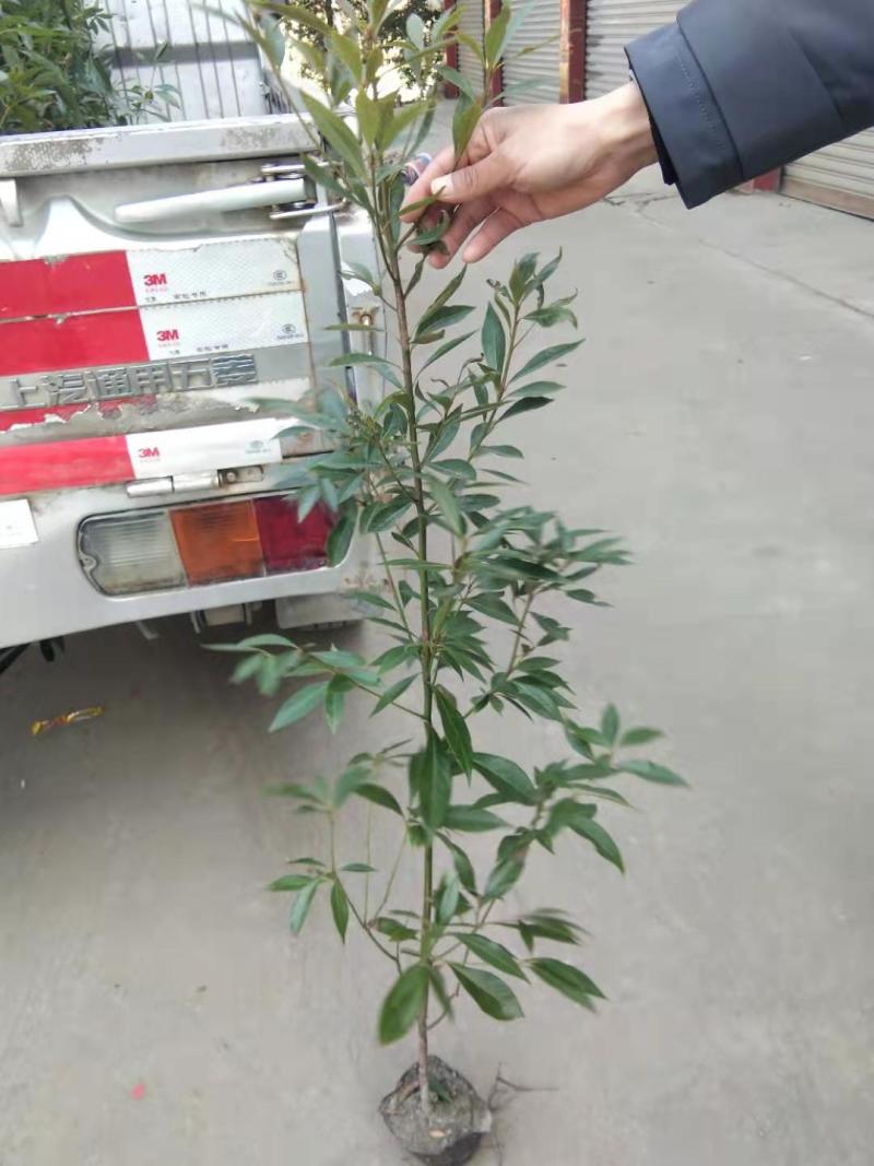 小叶桢楠基地桢楠批发桢楠杯苗价格桢楠产地