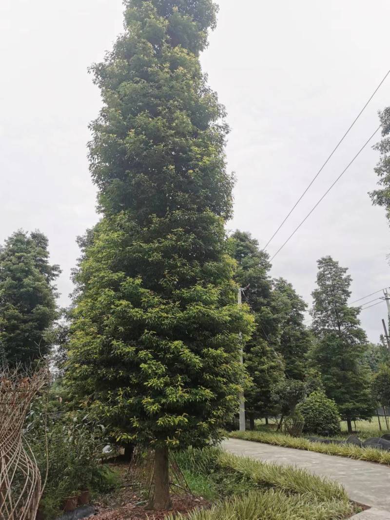 小叶桢楠基地桢楠批发桢楠杯苗价格桢楠产地