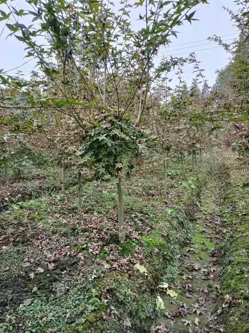 红枫批发基地出售红枫工程苗木红枫价格日本红枫