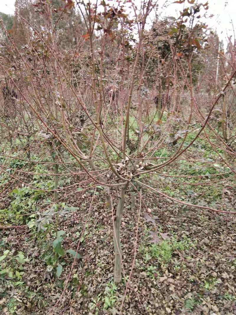 红枫批发基地出售红枫工程苗木红枫价格日本红枫