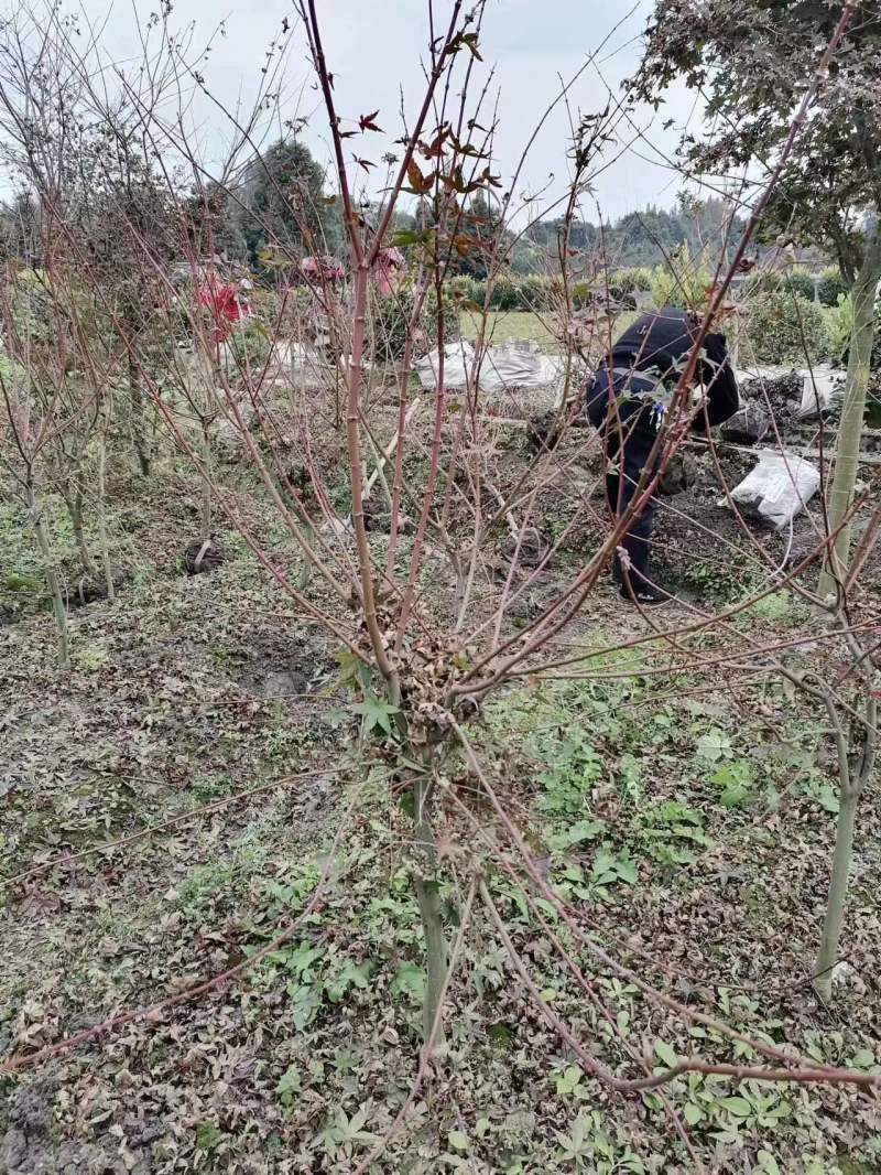 红枫批发基地出售红枫工程苗木红枫价格日本红枫