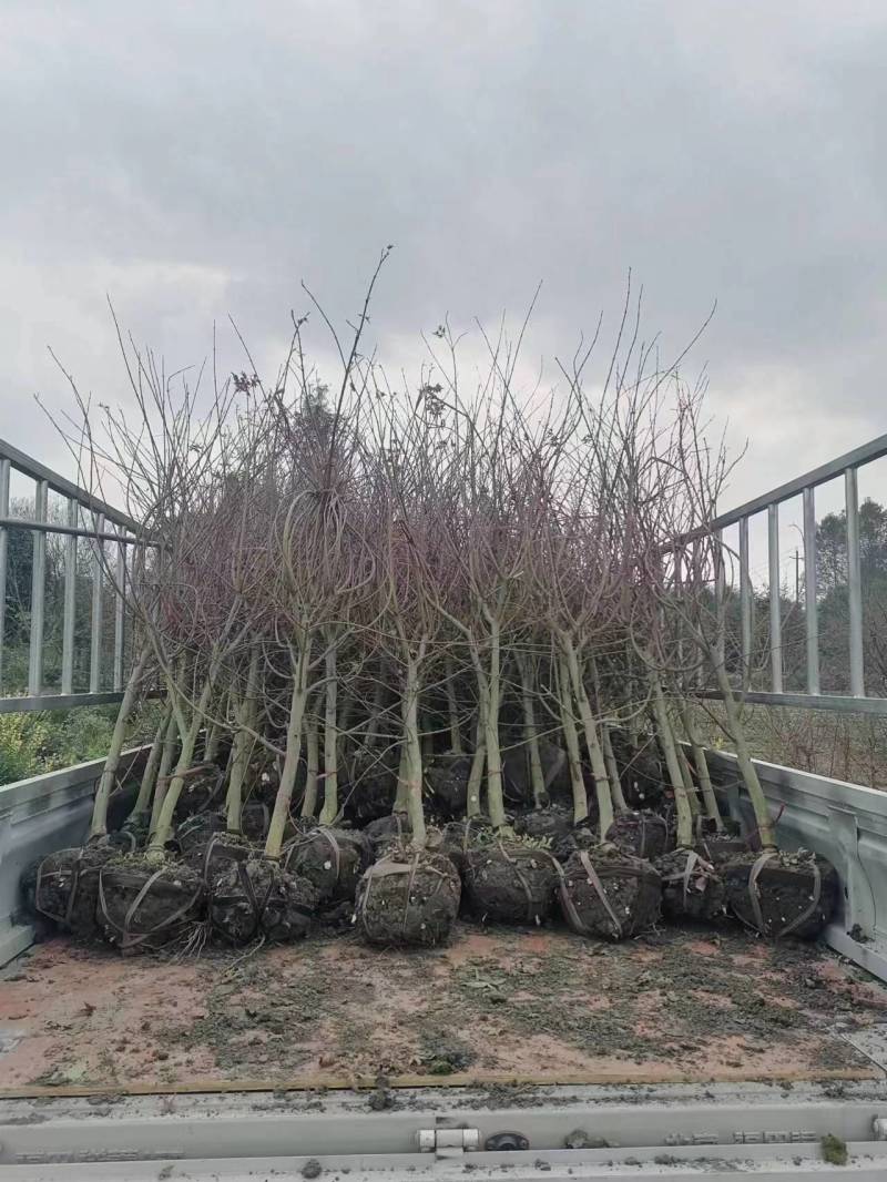 红枫批发基地出售红枫工程苗木红枫价格日本红枫