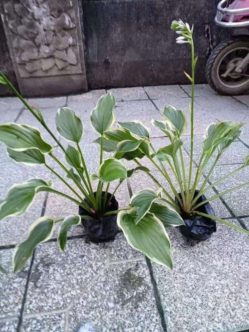 金边玉簪花地苗杯苗批发供应基地玉簪工程苗玉簪价格