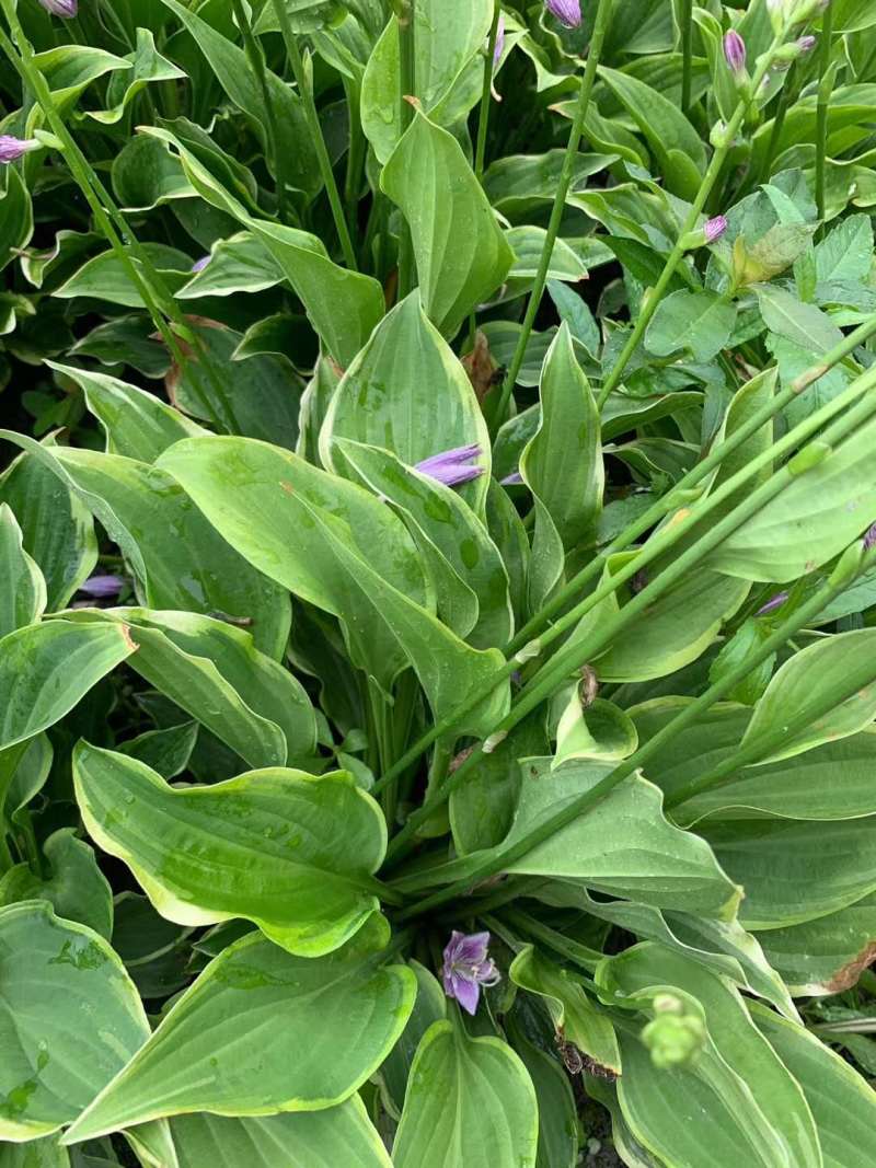 金边玉簪花地苗杯苗批发供应基地玉簪工程苗玉簪价格