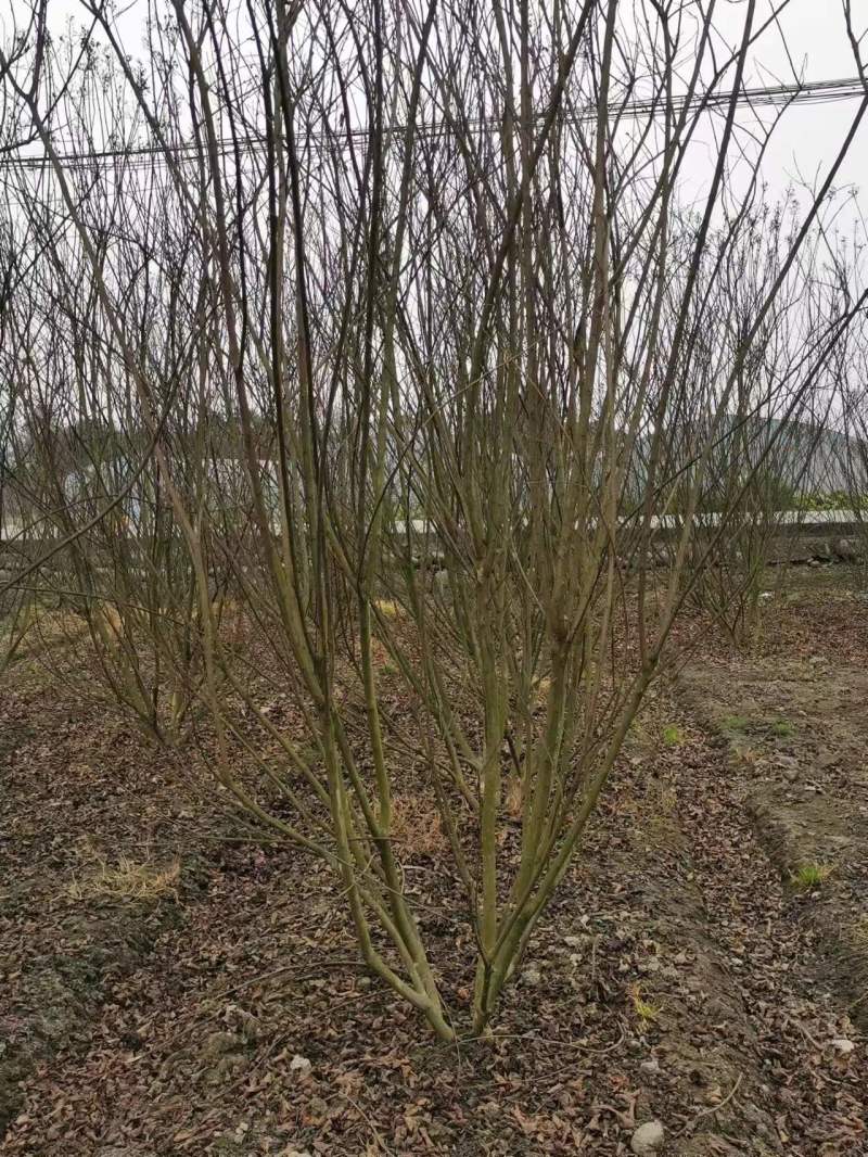 紫薇工程苗木基地批发红花紫薇价格高杆紫薇价格