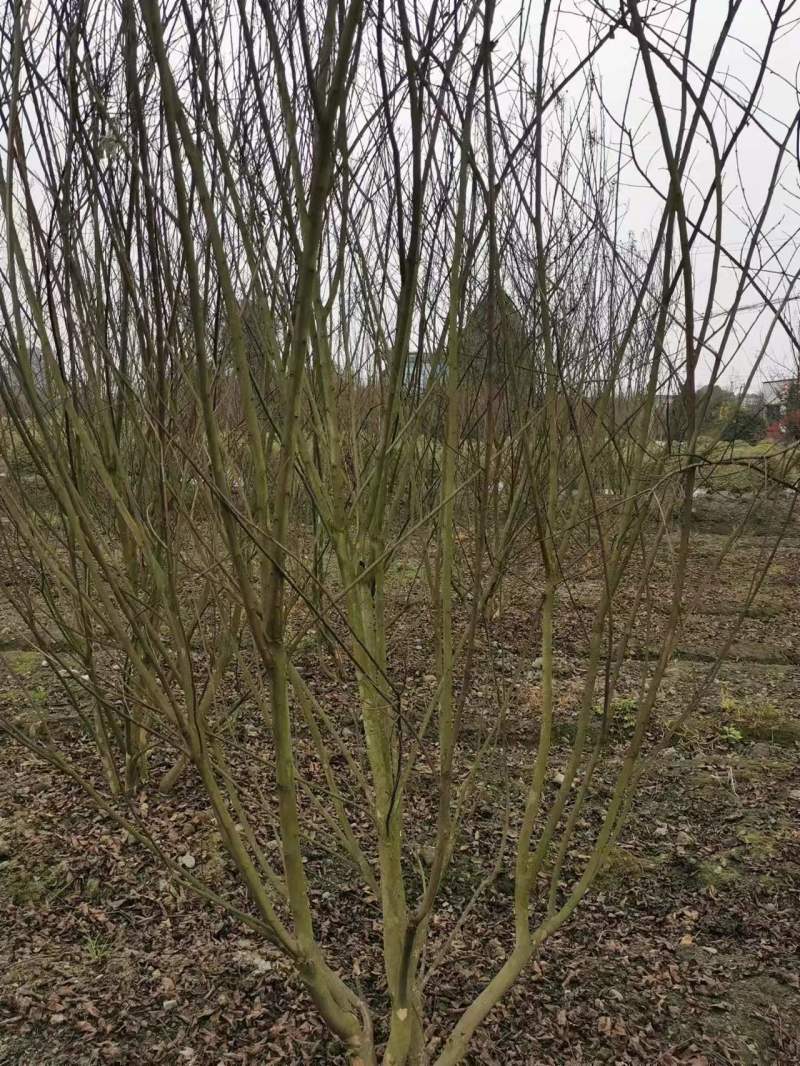 紫薇工程苗木基地批发红花紫薇价格高杆紫薇价格