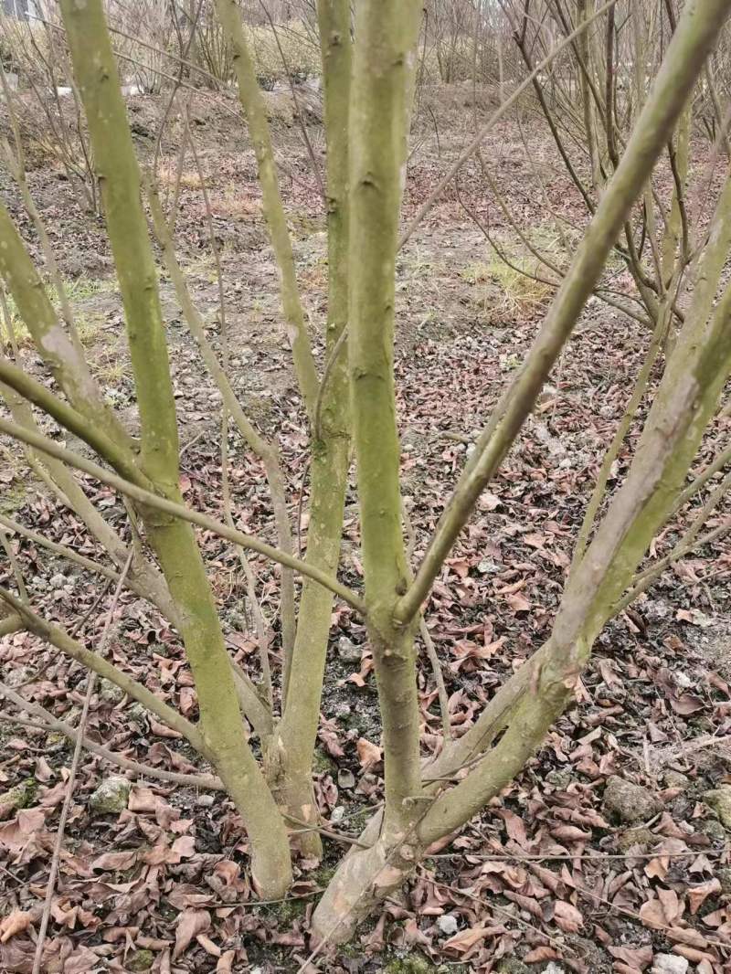 紫薇工程苗木基地批发红花紫薇价格高杆紫薇价格