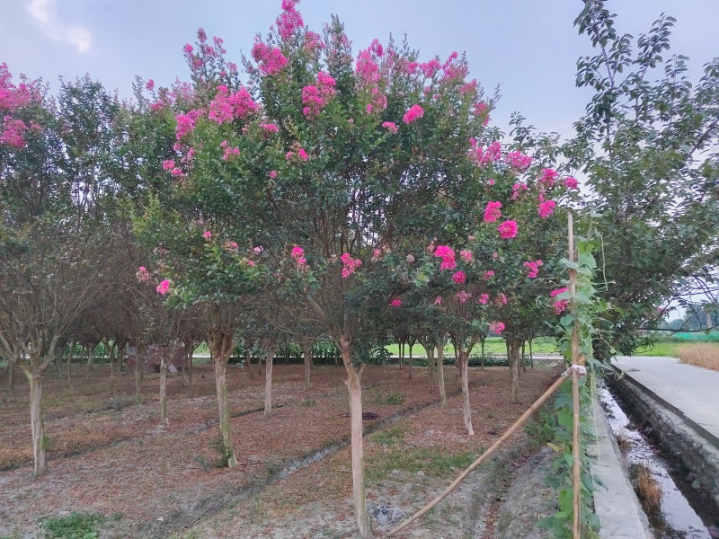 紫薇工程苗木基地批发红花紫薇价格高杆紫薇价格