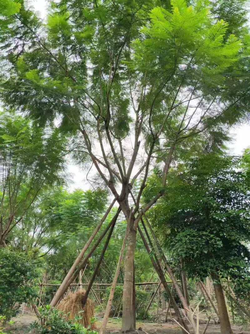 蓝花楹批发基地蓝花楹工程苗出售蓝花楹价格