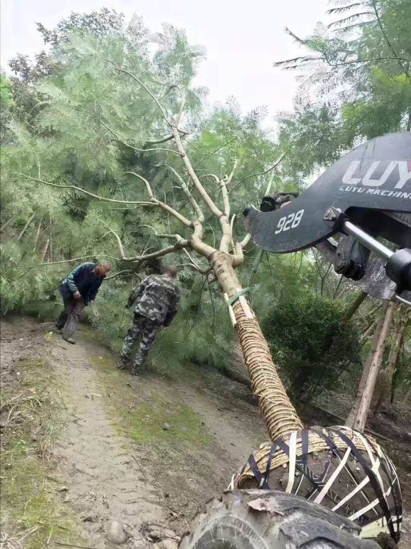 蓝花楹批发基地蓝花楹工程苗出售蓝花楹价格