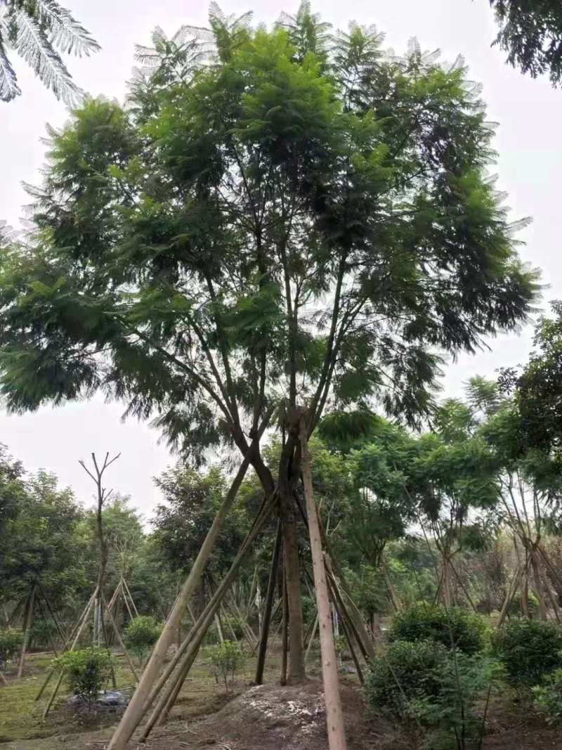 蓝花楹批发基地蓝花楹工程苗出售蓝花楹价格