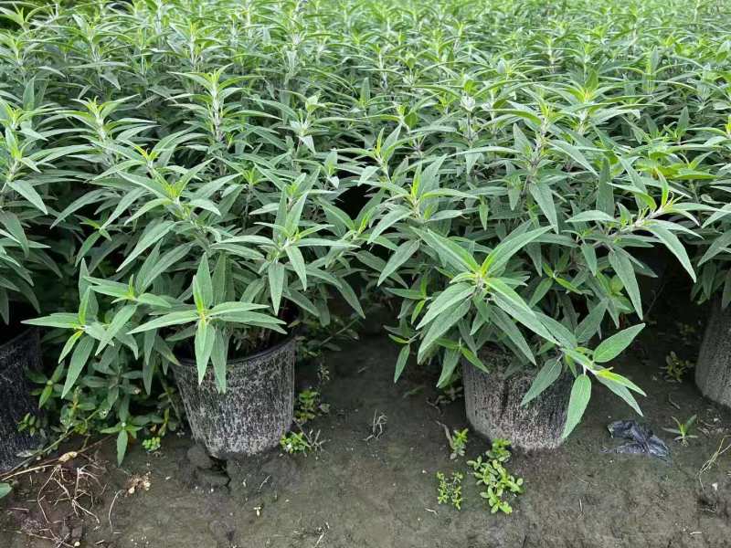 墨西哥鼠尾草基地批发出售鼠尾草工程苗鼠尾草杯苗