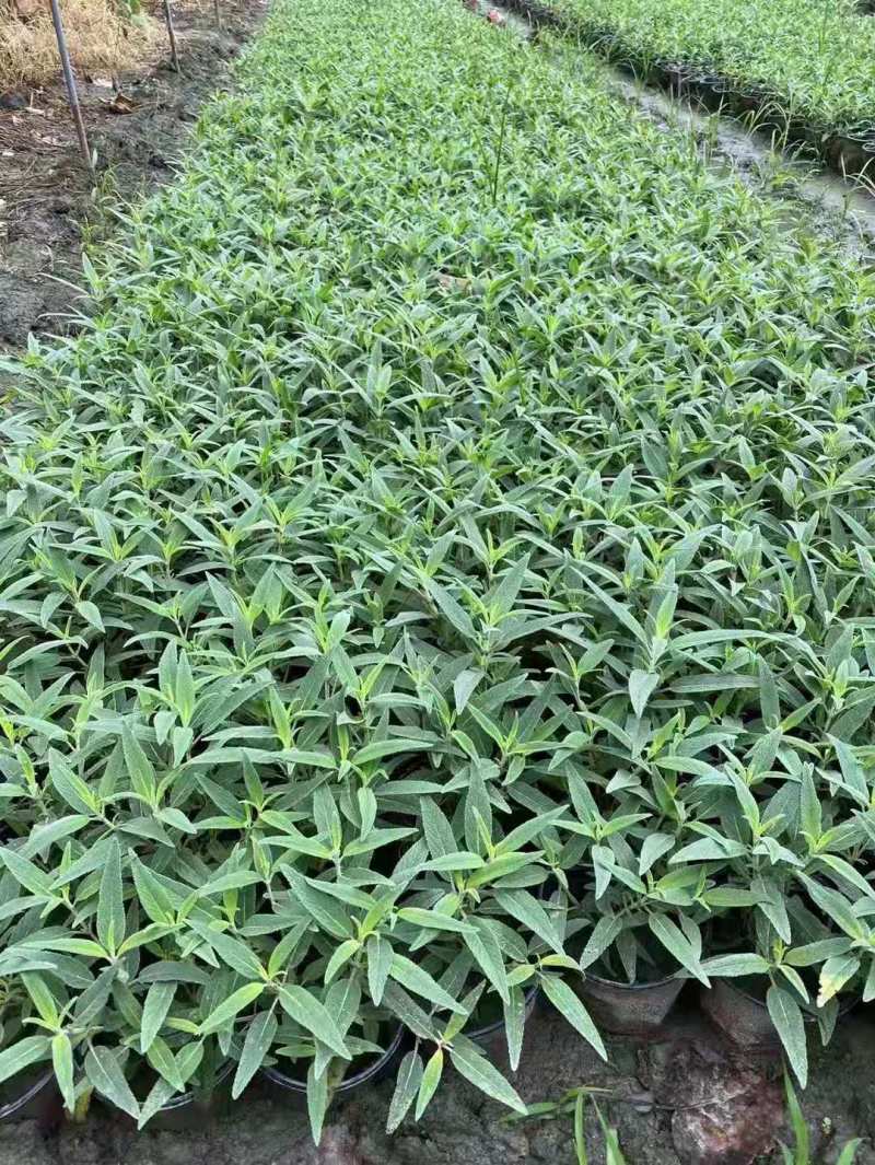 墨西哥鼠尾草基地批发出售鼠尾草工程苗鼠尾草杯苗