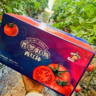 （精选）普罗旺斯西红柿支持落地配，全国一件代发