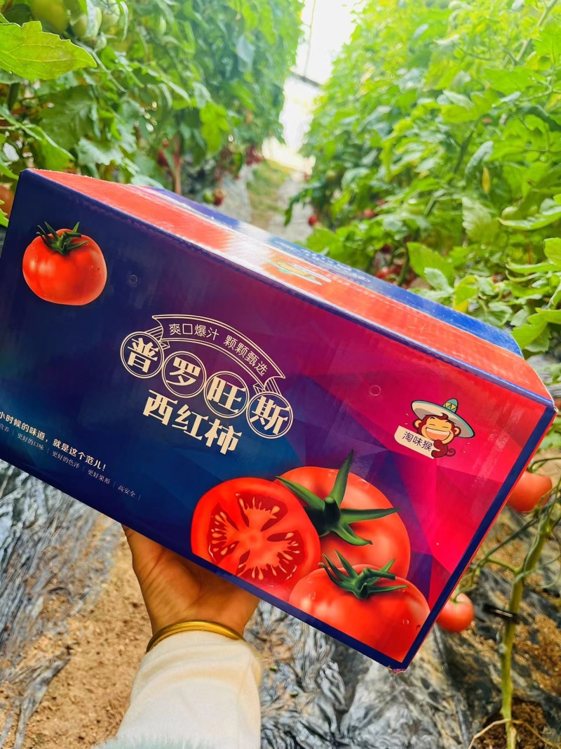 （精选）普罗旺斯西红柿支持落地配，全国一件代发