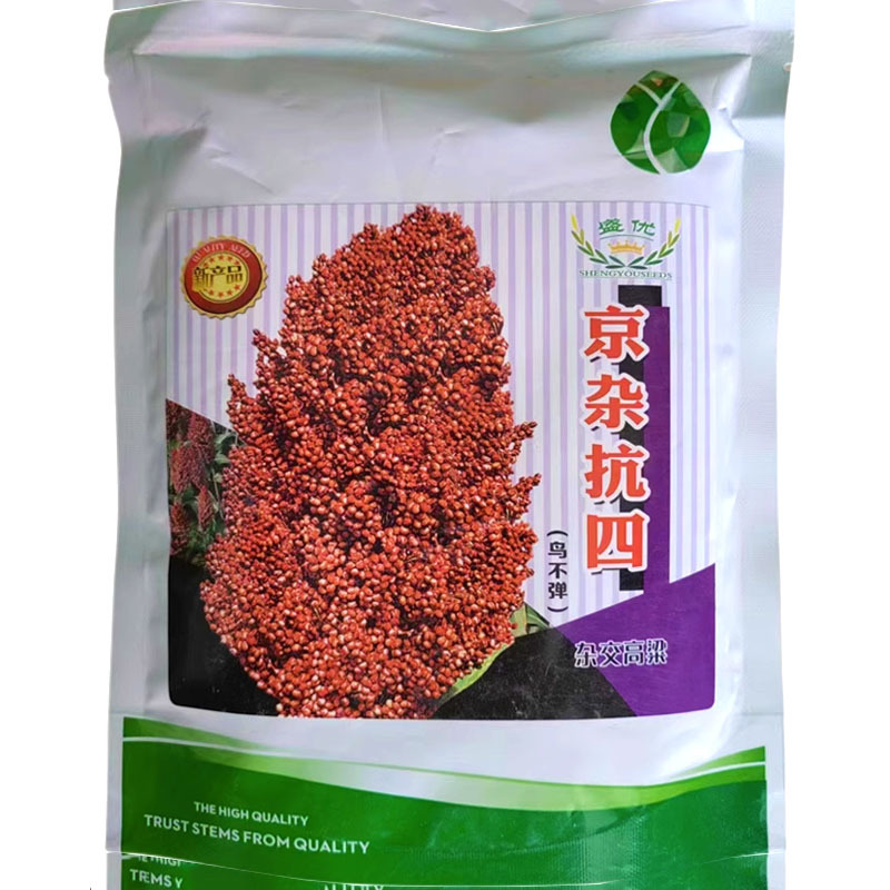 京杂抗四红高粱种子500g鸟不弹杂交高粱种籽籽粒红色酿酒