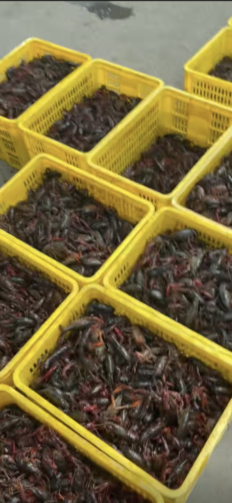 小龙虾肉质鲜美基地直供量大从优欢迎老板洽谈