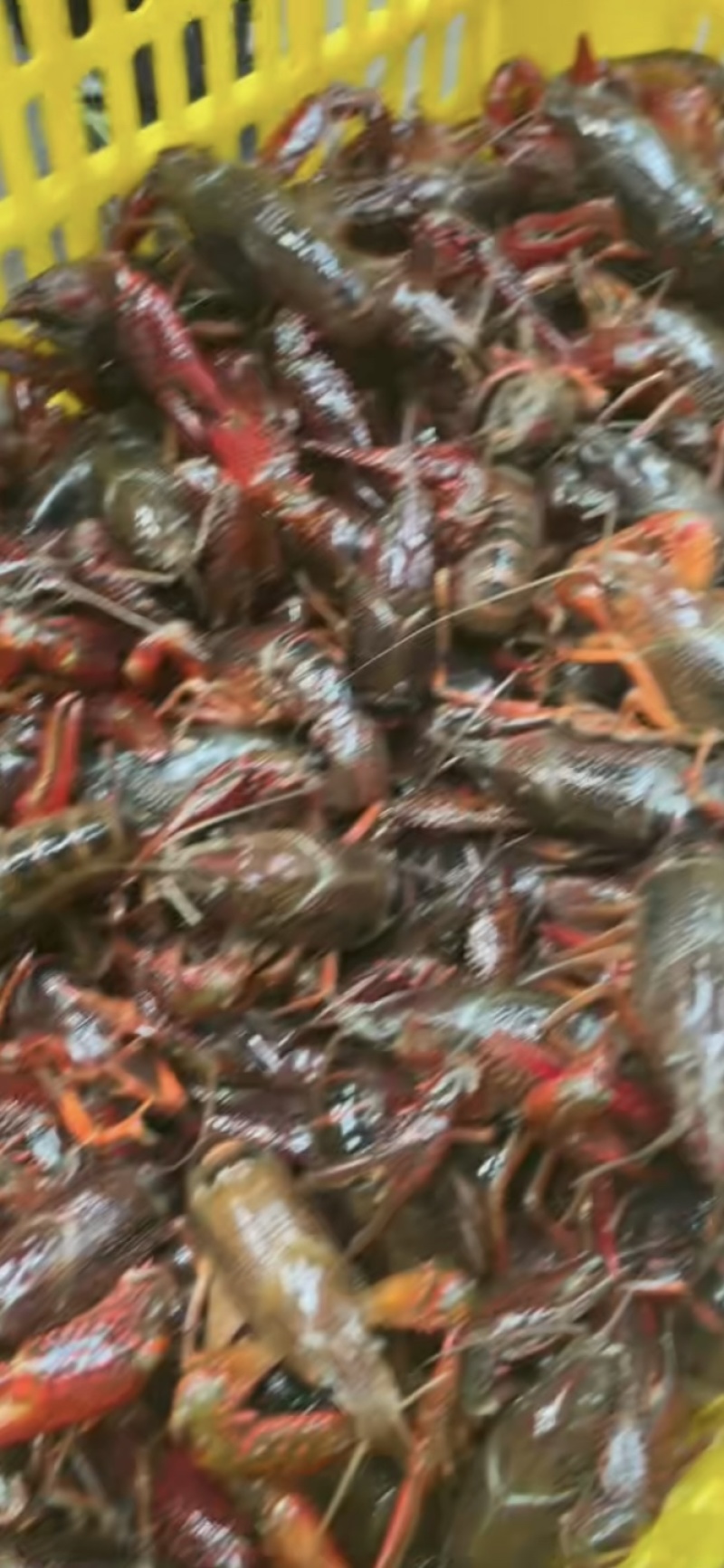 小龙虾肉质鲜美基地直供量大从优欢迎老板洽谈