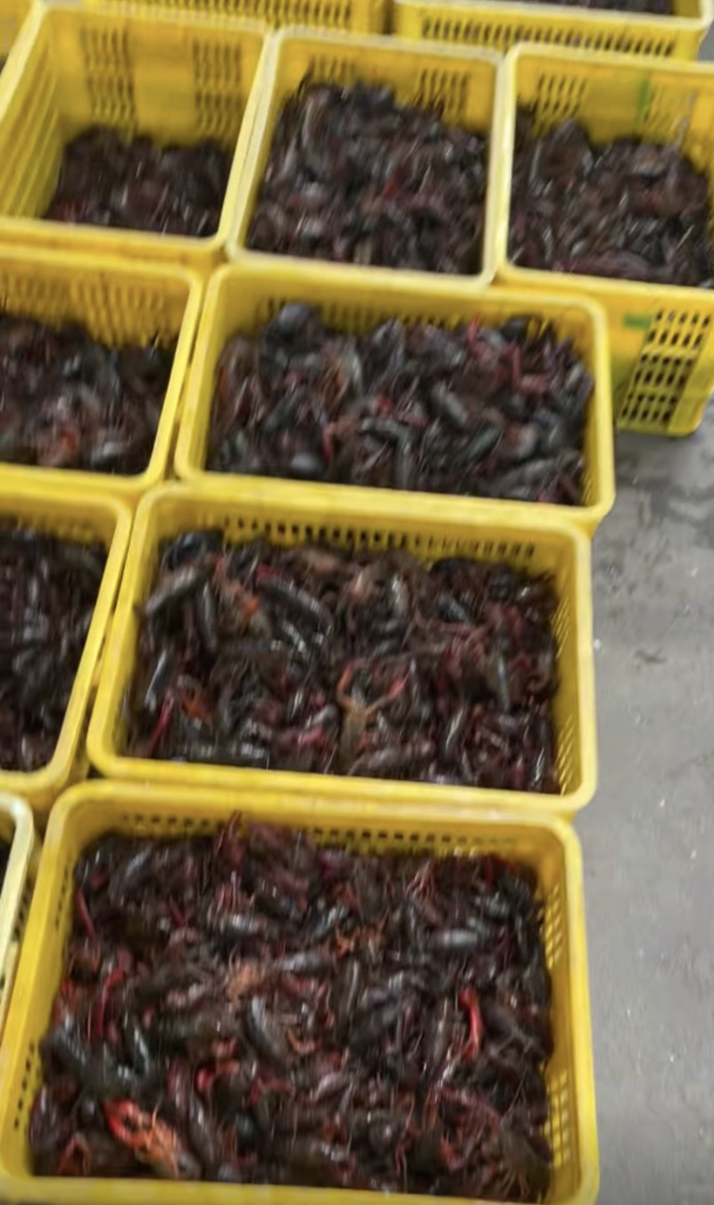 小龙虾肉质鲜美基地直供量大从优欢迎老板洽谈