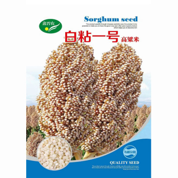 白粘一号高粱种子高粱种籽籽粒白透明高粱米种子