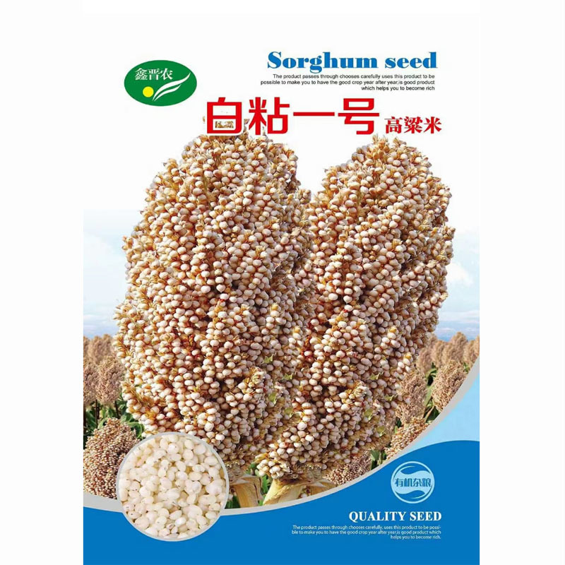 白粘一号高粱种子高粱种籽籽粒白透明高粱米种子