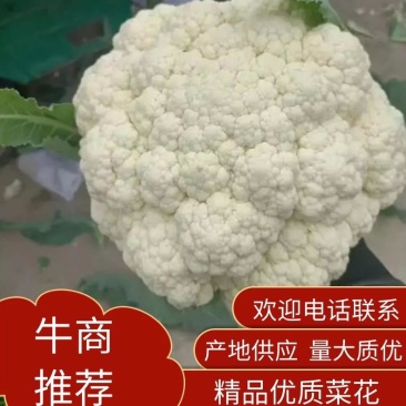 河南精品有机花菜，白花菜，小米花，产地直供保质保量