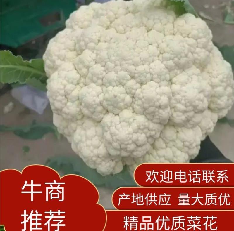 河南精品有机花菜，白花菜，小米花，产地直供保质保量