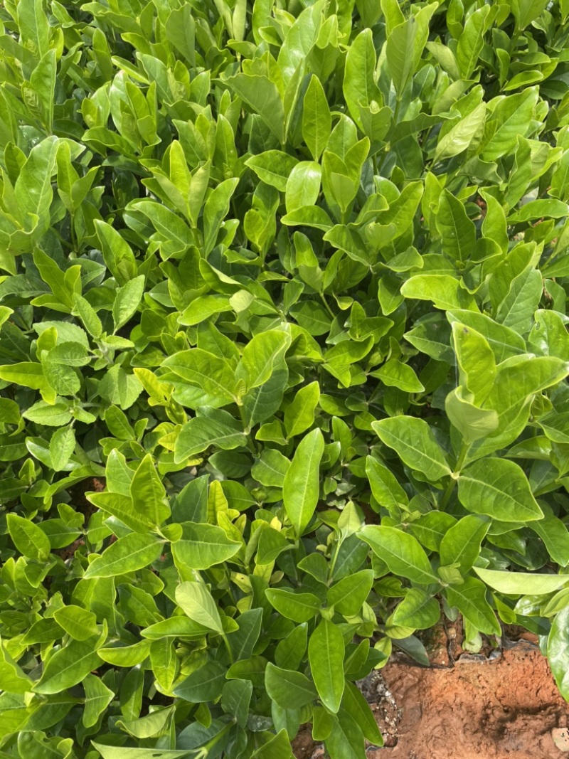 栀子花各种规格，大叶栀子小叶栀子中叶栀子。