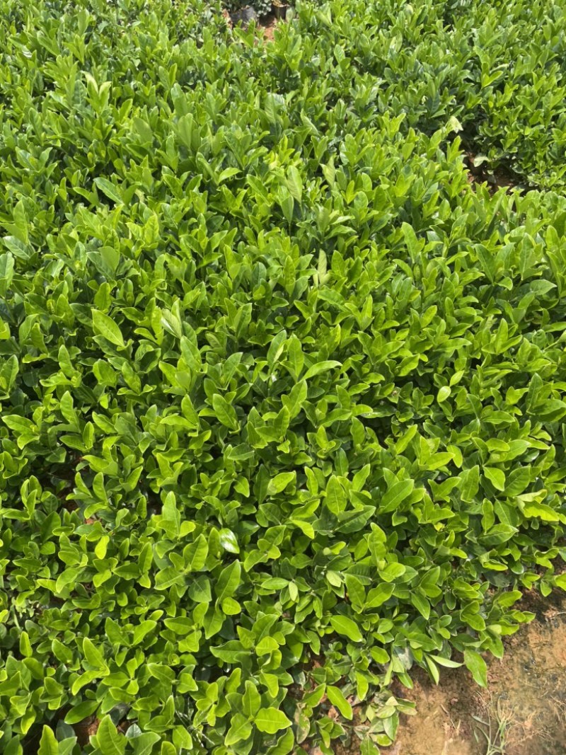 栀子花各种规格，大叶栀子小叶栀子中叶栀子。