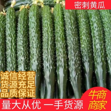密刺黄瓜，顶花带刺，质量强，口感脆，价格优欢迎下单