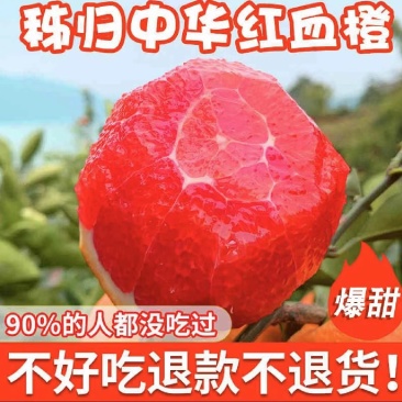 【推荐】血橙中华红橙子大量上市稳定货源可视频看货