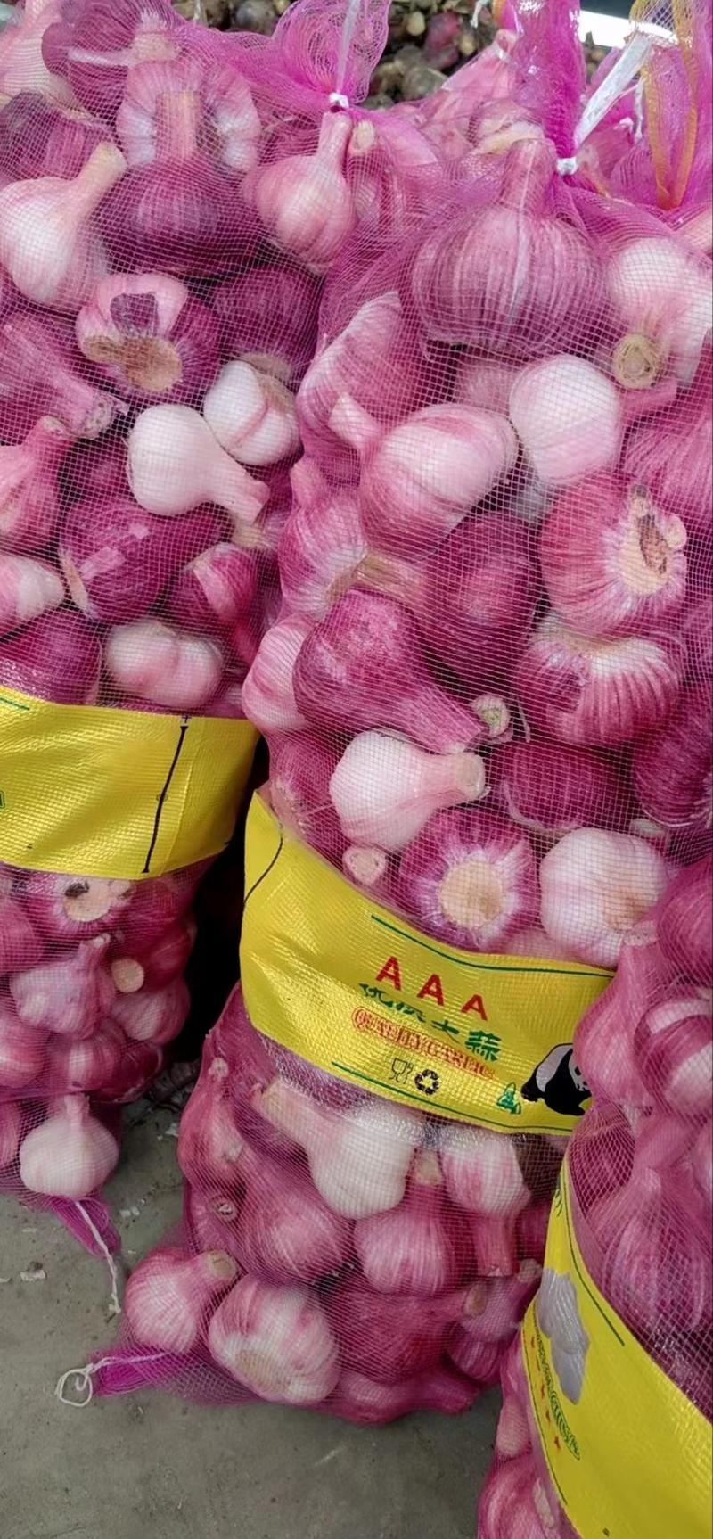 邳州精品大蒜供应全国各地市场档口，只做精品欢迎选购