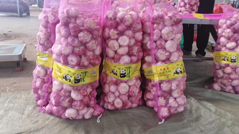 邳州精品大蒜供应全国各地市场档口，只做精品欢迎选购