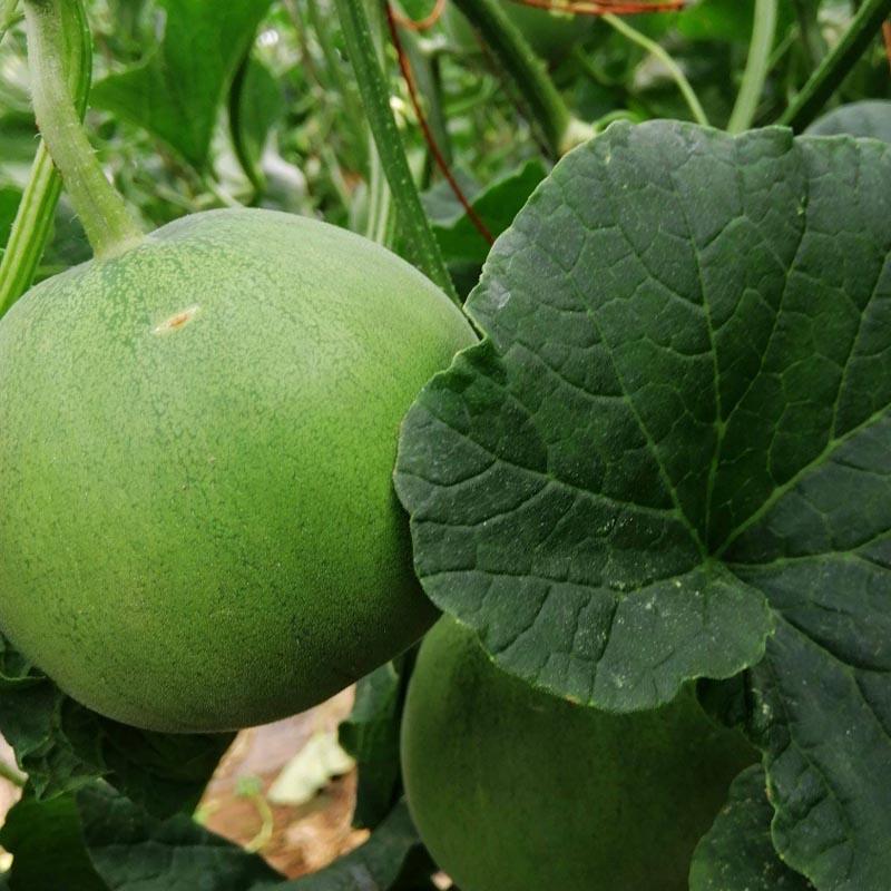 新日本甜宝甜瓜种子10g杂交高圆形淡绿色早熟薄皮香瓜种